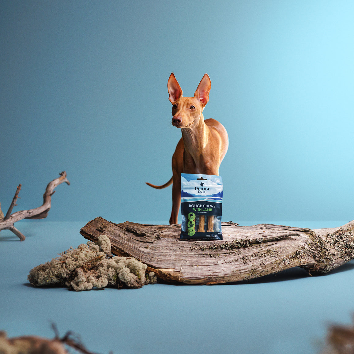 Fiiliskuva, jossa PrimaDog Rough Chews Lammas ja karpalo -puruluupakkaus on kiven päällä ja vaalea koira seisoo kiven takana.