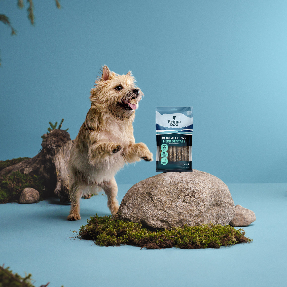 Fiiliskuva, jossa PrimaDog Rough Chews hammashoitoluupussi on kiven päällä. Vaalea terrieri seisoo takajaloillaan ja kurottaa kohti puruluita.