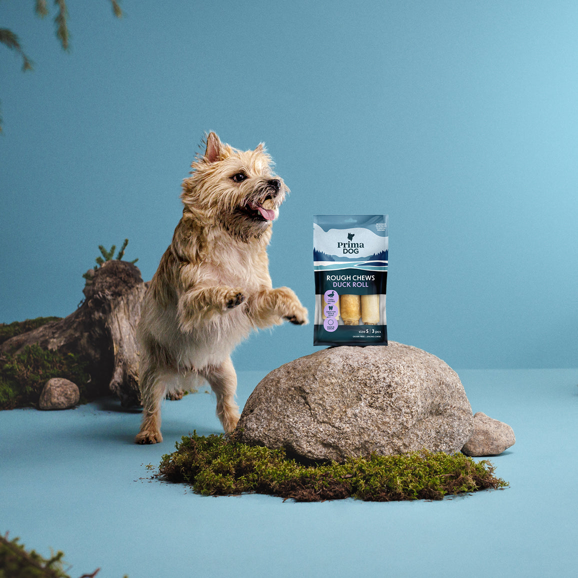 Fiiliskuva, jossa PrimaDog Rough Chews Ankkarullan pakkaus on kiven päällä. Vaalea terrieri seisoo takajaloillaan ja kurottaa kohti puruluita.