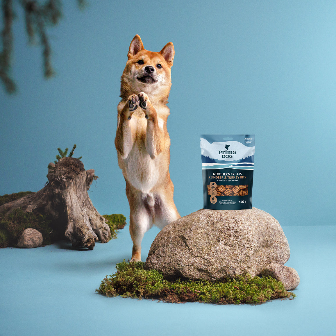 Fiiliskuva, jossa on PrimaDog Northern Treats Poro ja kalkkuna treeninamipussi kiven päällä ja vaalea koira kerjää herkkuja kahdella jalalla seisten.
