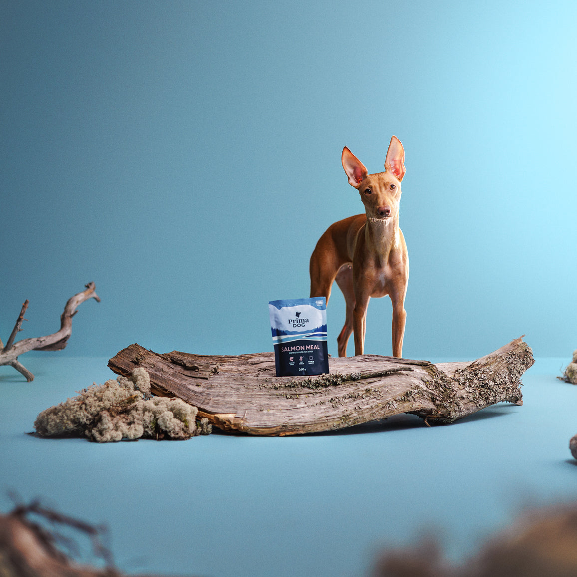 Fiiliskuva, jossa PrimaDog Lohi-annosateria koiranruoan pakkaus on puunrungon päällä ja ruskean koiran edessä.