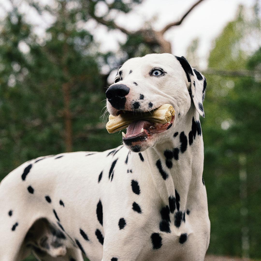 Kuvituskuva, jossa dalmatiankoira pitää puruluuta suussaan metsässä. 