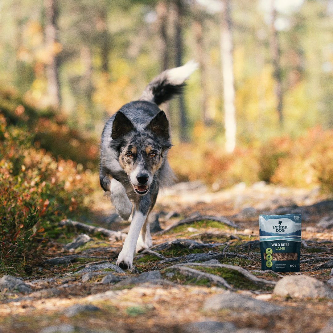 Koira ravaa kohti koiran herkkuja metsässä.